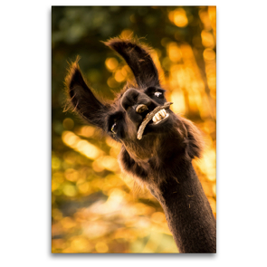 Premium Textil-Leinwand 80 x 120 cm Hoch-Format Lustiges Lama auf gerahmter Leinwand | Wandbild, HD-Bild auf Keilrahmen, Fertigbild auf hochwertigem Vlies, Leinwanddruck von Bianca Mentil