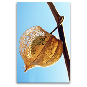 Premium Textil-Leinwand 80 x 120 cm Hoch-Format Physalis im Sonnenlicht | Wandbild, HD-Bild auf Keilrahmen, Fertigbild auf hochwertigem Vlies, Leinwanddruck von Dagmar Laimgruber