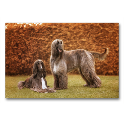 Premium Textil-Leinwand 90 x 60 cm Quer-Format Afghanische Windhunde | Wandbild, HD-Bild auf Keilrahmen, Fertigbild auf hochwertigem Vlies, Leinwanddruck von Annett Mirsberger tierpfoto.de