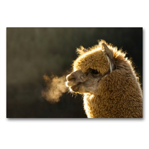Premium Textil-Leinwand 90 x 60 cm Quer-Format Alpaka an einem warmen Wintertag auf gerahmter Leinwand | Wandbild, HD-Bild auf Keilrahmen, Fertigbild auf hochwertigem Vlies, Leinwanddruck von Bianca Mentil