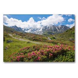 Premium Textil-Leinwand 90 x 60 cm Quer-Format Alpenrosen am Dürrboden | Wandbild, HD-Bild auf Keilrahmen, Fertigbild auf hochwertigem Vlies, Leinwanddruck von SusaZoom