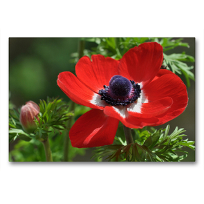 Premium Textil-Leinwand 90 x 60 cm Quer-Format Anemone | Wandbild, HD-Bild auf Keilrahmen, Fertigbild auf hochwertigem Vlies, Leinwanddruck von Herbert Boekhoff