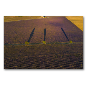 Premium Textil-Leinwand 90 x 60 cm Quer-Format Bäume im Lavendelfeld | Wandbild, HD-Bild auf Keilrahmen, Fertigbild auf hochwertigem Vlies, Leinwanddruck von Peter Schürholz