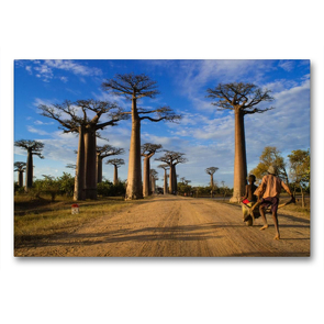 Premium Textil-Leinwand 900 x 600 cm Quer-Format Baobaballee – Madagaskar | Wandbild, HD-Bild auf Keilrahmen, Fertigbild auf hochwertigem Vlies, Leinwanddruck von Rolf Dietz