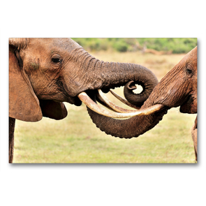 Premium Textil-Leinwand 90 x 60 cm Quer-Format Begrüßung zweier Elefanten | Wandbild, HD-Bild auf Keilrahmen, Fertigbild auf hochwertigem Vlies, Leinwanddruck von Jürgen Feuerer