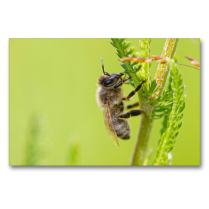 Premium Textil-Leinwand 90 x 60 cm Quer-Format Biene | Wandbild, HD-Bild auf Keilrahmen, Fertigbild auf hochwertigem Vlies, Leinwanddruck von Dany´s Blickwinkel