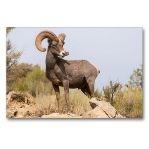 Premium Textil-Leinwand 90 x 60 cm Quer-Format Bighorn Sheep, Colorado National Monument, Colorado, USA | Wandbild, HD-Bild auf Keilrahmen, Fertigbild auf hochwertigem Vlies, Leinwanddruck von Christian Heeb