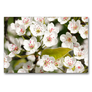 Premium Textil-Leinwand 90 x 60 cm Quer-Format Birnenblüten | Wandbild, HD-Bild auf Keilrahmen, Fertigbild auf hochwertigem Vlies, Leinwanddruck von Gisela Kruse