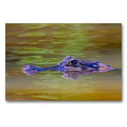 Premium Textil-Leinwand 90 x 60 cm Quer-Format Brillenkaiman (Caiman Crocodilus Yacara) | Wandbild, HD-Bild auf Keilrahmen, Fertigbild auf hochwertigem Vlies, Leinwanddruck von © viaje.ch