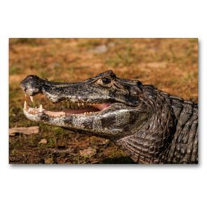 Premium Textil-Leinwand 90 x 60 cm Quer-Format Brillenkaiman, Caiman yacare | Wandbild, HD-Bild auf Keilrahmen, Fertigbild auf hochwertigem Vlies, Leinwanddruck von Jürgen Wöhlke