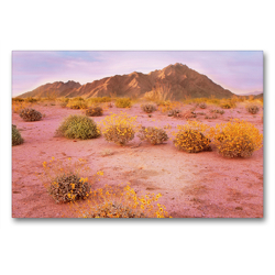 Premium Textil-Leinwand 90 x 60 cm Quer-Format Bunte Wildpflanzen vor imposanten Bergen am Rande der Sonora Wüste bei Sonnenuntergang | Wandbild, HD-Bild auf Keilrahmen, Fertigbild auf hochwertigem Vlies, Leinwanddruck von CALVENDO