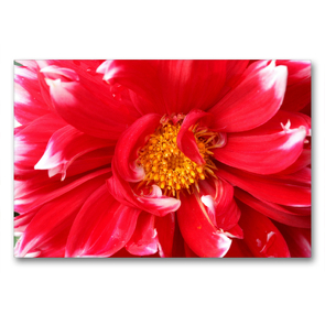 Premium Textil-Leinwand 90 x 60 cm Quer-Format Dahlienblüte | Wandbild, HD-Bild auf Keilrahmen, Fertigbild auf hochwertigem Vlies, Leinwanddruck von Gisela Kruse