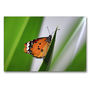 Premium Textil-Leinwand 90 x 60 cm Quer-Format Danaus chrysippus – Kleiner Monarch | Wandbild, HD-Bild auf Keilrahmen, Fertigbild auf hochwertigem Vlies, Leinwanddruck von Sabine Löwer