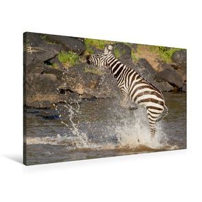 Premium Textil-Leinwand 90 x 60 cm Quer-Format Das Zebra rettet sich nach einer Krokodilattacke | Wandbild, HD-Bild auf Keilrahmen, Fertigbild auf hochwertigem Vlies, Leinwanddruck von Ingo Gerlach