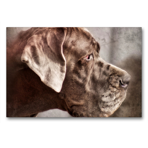 Premium Textil-Leinwand 90 x 60 cm Quer-Format Deutsche Dogge | Wandbild, HD-Bild auf Keilrahmen, Fertigbild auf hochwertigem Vlies, Leinwanddruck von Kattobello