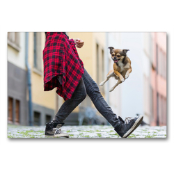 Premium Textil-Leinwand 90 x 60 cm Quer-Format Dogdancing in der Stadt | Wandbild, HD-Bild auf Keilrahmen, Fertigbild auf hochwertigem Vlies, Leinwanddruck von Christian Müller