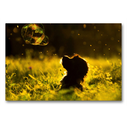 Premium Textil-Leinwand 90 x 60 cm Quer-Format dogs bubble | Wandbild, HD-Bild auf Keilrahmen, Fertigbild auf hochwertigem Vlies, Leinwanddruck von boris robert