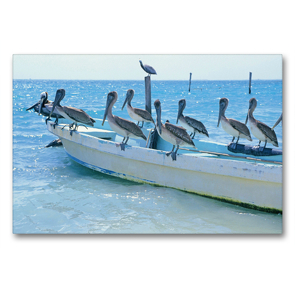 Premium Textil-Leinwand 90 x 60 cm Quer-Format Drollige Pelikane lassen sich auf einem Fischerboot nieder | Wandbild, HD-Bild auf Keilrahmen, Fertigbild auf hochwertigem Vlies, Leinwanddruck von CALVENDO