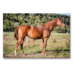 Premium Textil-Leinwand 90 x 60 cm Quer-Format Durch das Jahr mit der Trakehner-Stute Fleur | Wandbild, HD-Bild auf Keilrahmen, Fertigbild auf hochwertigem Vlies, Leinwanddruck von Romy Pfeifer