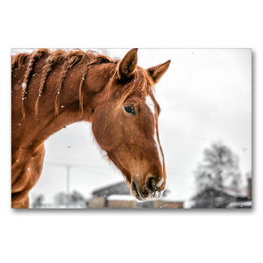 Premium Textil-Leinwand 90 x 60 cm Quer-Format Durch das Jahr mit der Trakehner-Stute Fleur | Wandbild, HD-Bild auf Keilrahmen, Fertigbild auf hochwertigem Vlies, Leinwanddruck von Romy Pfeifer