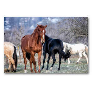 Premium Textil-Leinwand 90 x 60 cm Quer-Format Durch das Jahr mit der Trakehner-Stute Fleur | Wandbild, HD-Bild auf Keilrahmen, Fertigbild auf hochwertigem Vlies, Leinwanddruck von Romy Pfeifer