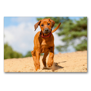 Premium Textil-Leinwand 90 x 60 cm Quer-Format Ein drolliger junger Rhodesian Ridgeback läuft durch Sand | Wandbild, HD-Bild auf Keilrahmen, Fertigbild auf hochwertigem Vlies, Leinwanddruck von CALVENDO