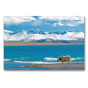 Premium Textil-Leinwand 90 x 60 cm Quer-Format Ein einsames Yak steht am idyllischen Nam Co See vor schneebedeckter Gebirgskette | Wandbild, HD-Bild auf Keilrahmen, Fertigbild auf hochwertigem Vlies, Leinwanddruck von CALVENDO