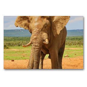 Premium Textil-Leinwand 90 x 60 cm Quer-Format Elefanten Bulle | Wandbild, HD-Bild auf Keilrahmen, Fertigbild auf hochwertigem Vlies, Leinwanddruck von Barbara Fraatz