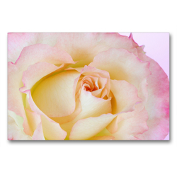 Premium Textil-Leinwand 90 x 60 cm Quer-Format Elegante Rose | Wandbild, HD-Bild auf Keilrahmen, Fertigbild auf hochwertigem Vlies, Leinwanddruck von Gisela Kruse