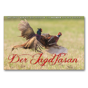 Premium Textil-Leinwand 90 x 60 cm Quer-Format Emotionale Momente: Der Jagdfasan. | Wandbild, HD-Bild auf Keilrahmen, Fertigbild auf hochwertigem Vlies, Leinwanddruck von Ingo Gerlach