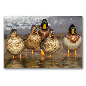 Premium Textil-Leinwand 90 x 60 cm Quer-Format Enten. Beliebt, hübsch und imposant | Wandbild, HD-Bild auf Keilrahmen, Fertigbild auf hochwertigem Vlies, Leinwanddruck von Rose Hurley