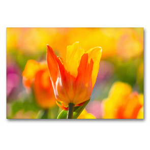 Premium Textil-Leinwand 90 x 60 cm Quer-Format Farbenfrohe Tulpen | Wandbild, HD-Bild auf Keilrahmen, Fertigbild auf hochwertigem Vlies, Leinwanddruck von Monika Scheurer