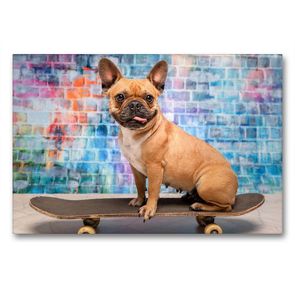 Premium Textil-Leinwand 90 x 60 cm Quer-Format Franz. Bulldogge auf Skateboard | Wandbild, HD-Bild auf Keilrahmen, Fertigbild auf hochwertigem Vlies, Leinwanddruck von Sonja Teßen