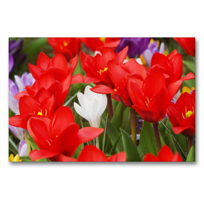 Premium Textil-Leinwand 90 x 60 cm Quer-Format Frühe rote Tulpen mit Krokussen | Wandbild, HD-Bild auf Keilrahmen, Fertigbild auf hochwertigem Vlies, Leinwanddruck von Gisela Kruse