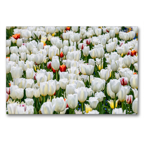 Premium Textil-Leinwand 90 x 60 cm Quer-Format Frühlingswiese mit blühenden weißen Tulpen | Wandbild, HD-Bild auf Keilrahmen, Fertigbild auf hochwertigem Vlies, Leinwanddruck von Dieter Meyer