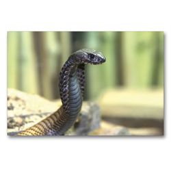Premium Textil-Leinwand 90 x 60 cm Quer-Format Gefährliche Schlangen – Arabische Kobra | Wandbild, HD-Bild auf Keilrahmen, Fertigbild auf hochwertigem Vlies, Leinwanddruck von Michael Herzog