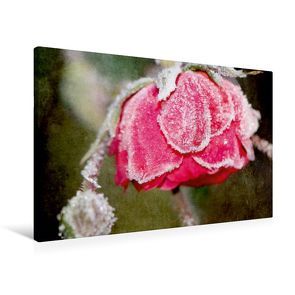 Premium Textil-Leinwand 90 x 60 cm Quer-Format Gefrostete Rose | Wandbild, HD-Bild auf Keilrahmen, Fertigbild auf hochwertigem Vlies, Leinwanddruck von Heike Hultsch von Hultsch,  Heike