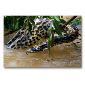 Premium Textil-Leinwand 90 x 60 cm Quer-Format Gelbe Anakonda im Pantanal | Wandbild, HD-Bild auf Keilrahmen, Fertigbild auf hochwertigem Vlies, Leinwanddruck von Juergen Woehlke