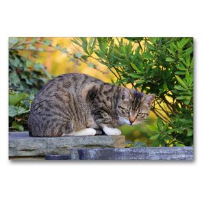 Premium Textil-Leinwand 90 x 60 cm Quer-Format Getigerte Katze | Wandbild, HD-Bild auf Keilrahmen, Fertigbild auf hochwertigem Vlies, Leinwanddruck von Sabine Löwer