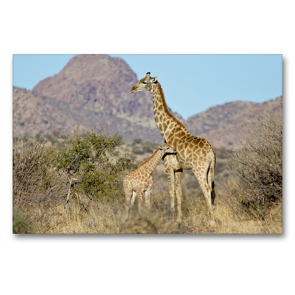 Premium Textil-Leinwand 90 x 60 cm Quer-Format Giraffe mit Jungtier | Wandbild, HD-Bild auf Keilrahmen, Fertigbild auf hochwertigem Vlies, Leinwanddruck von Wilfried Martin