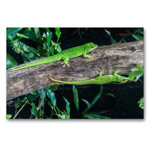 Premium Textil-Leinwand 90 x 60 cm Quer-Format Großer Madagaskar Taggecko / Phelsuma madagascariensis | Wandbild, HD-Bild auf Keilrahmen, Fertigbild auf hochwertigem Vlies, Leinwanddruck von HeschFoto