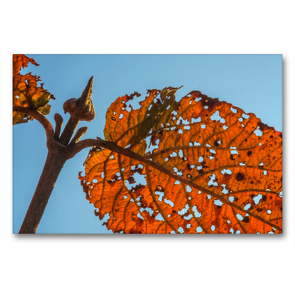 Premium Textil-Leinwand 90 x 60 cm Quer-Format Herbstblatt, durchlöchert | Wandbild, HD-Bild auf Keilrahmen, Fertigbild auf hochwertigem Vlies, Leinwanddruck von Hans Seidl