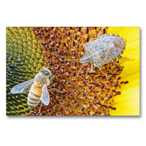 Premium Textil-Leinwand 90 x 60 cm Quer-Format Honigbiene auf einer Sonnenblume. | Wandbild, HD-Bild auf Keilrahmen, Fertigbild auf hochwertigem Vlies, Leinwanddruck von CALVENDO