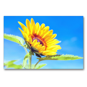 Premium Textil-Leinwand 90 x 60 cm Quer-Format Hübsche Sonnenblume | Wandbild, HD-Bild auf Keilrahmen, Fertigbild auf hochwertigem Vlies, Leinwanddruck von Rose Hurley