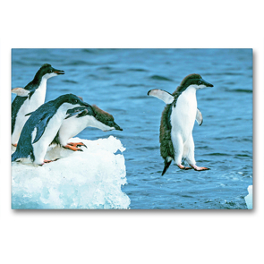Premium Textil-Leinwand 90 x 60 cm Quer-Format Junge Adelie Pinguine hüpfen von Eisscholle zu Eischolle. | Wandbild, HD-Bild auf Keilrahmen, Fertigbild auf hochwertigem Vlies, Leinwanddruck von CALVENDO
