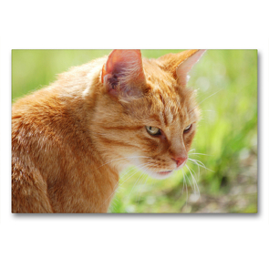 Premium Textil-Leinwand 90 x 60 cm Quer-Format Katze – Foto: Jean-Louis Glineur | Wandbild, HD-Bild auf Keilrahmen, Fertigbild auf hochwertigem Vlies, Leinwanddruck von Jean-Louis Glineur