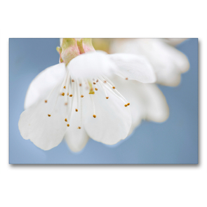 Premium Textil-Leinwand 90 x 60 cm Quer-Format Kirschpflaumenblüte | Wandbild, HD-Bild auf Keilrahmen, Fertigbild auf hochwertigem Vlies, Leinwanddruck von HerzogPictures
