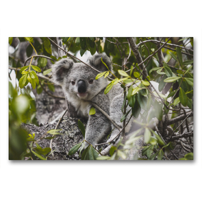 Premium Textil-Leinwand 90 x 60 cm Quer-Format Koala Magnetic Island | Wandbild, HD-Bild auf Keilrahmen, Fertigbild auf hochwertigem Vlies, Leinwanddruck von Fabian Zocher