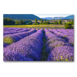 Premium Textil-Leinwand 90 x 60 cm Quer-Format Lavendelfeld in Südfrankreich | Wandbild, HD-Bild auf Keilrahmen, Fertigbild auf hochwertigem Vlies, Leinwanddruck von Jürgen Feuerer
