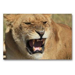 Premium Textil-Leinwand 90 x 60 cm Quer-Format Löwen – schlecht gelaunt | Wandbild, HD-Bild auf Keilrahmen, Fertigbild auf hochwertigem Vlies, Leinwanddruck von Michael Herzog
